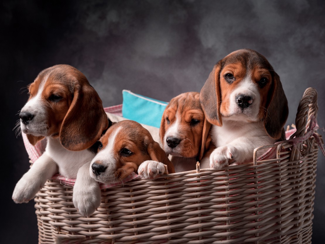 Achat du chiot et conditions d'élevage