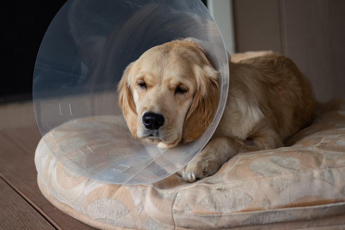 Pourquoi faire castrer mon chien ?