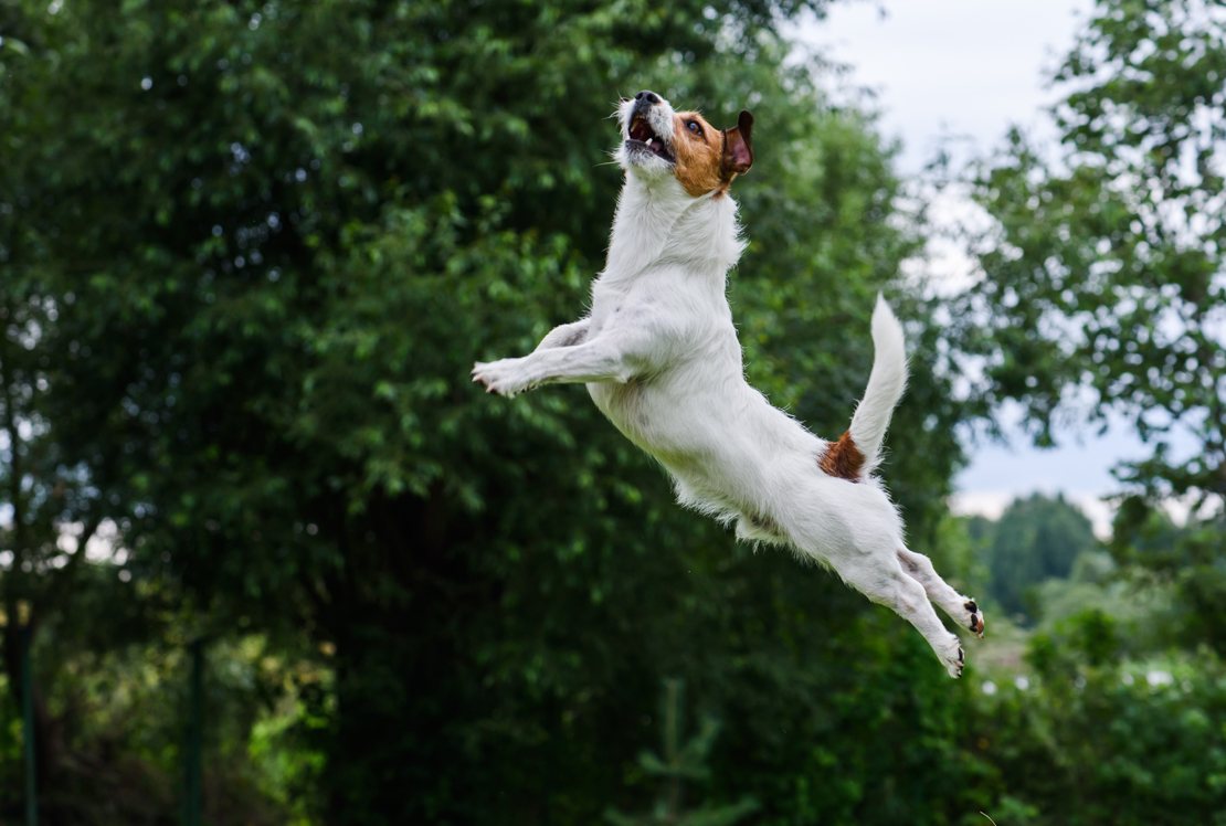 Pourquoi mon chien saute ?