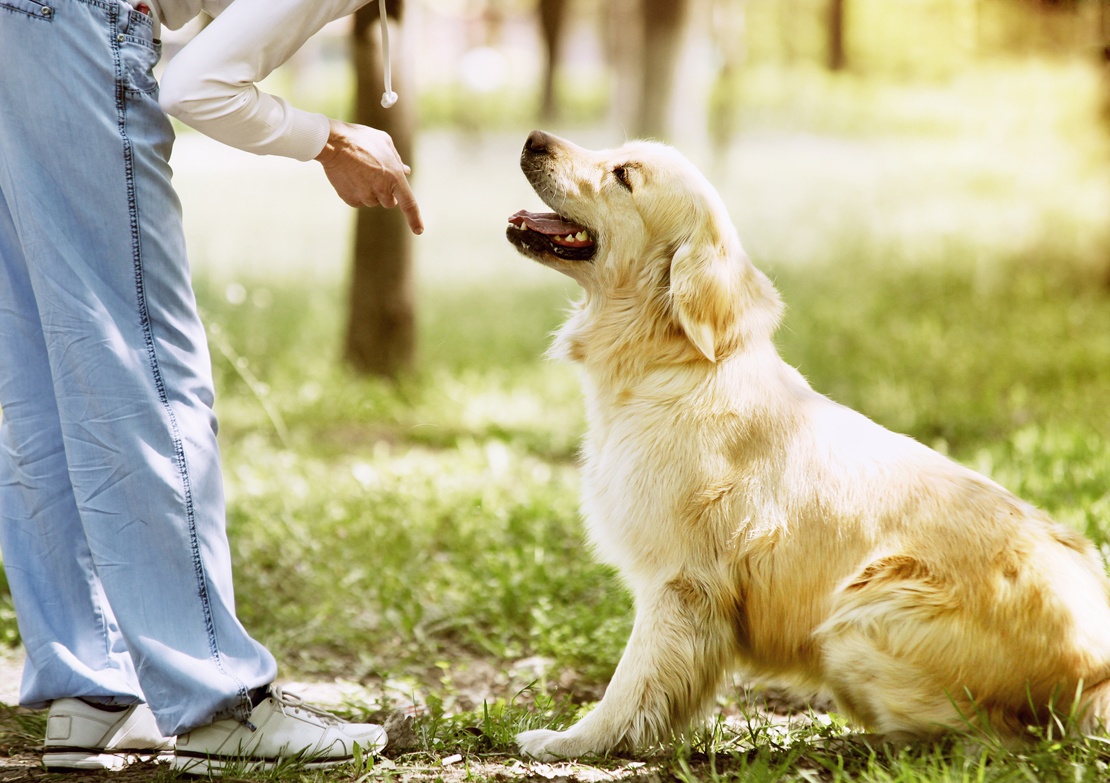 Dressage de chiens : est-ce vraiment utile ?
