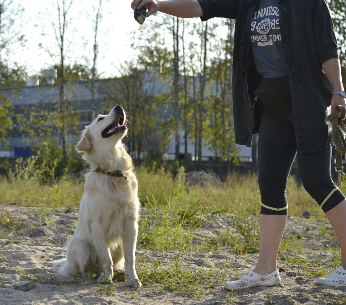 Educateur canin ou comportementaliste canin