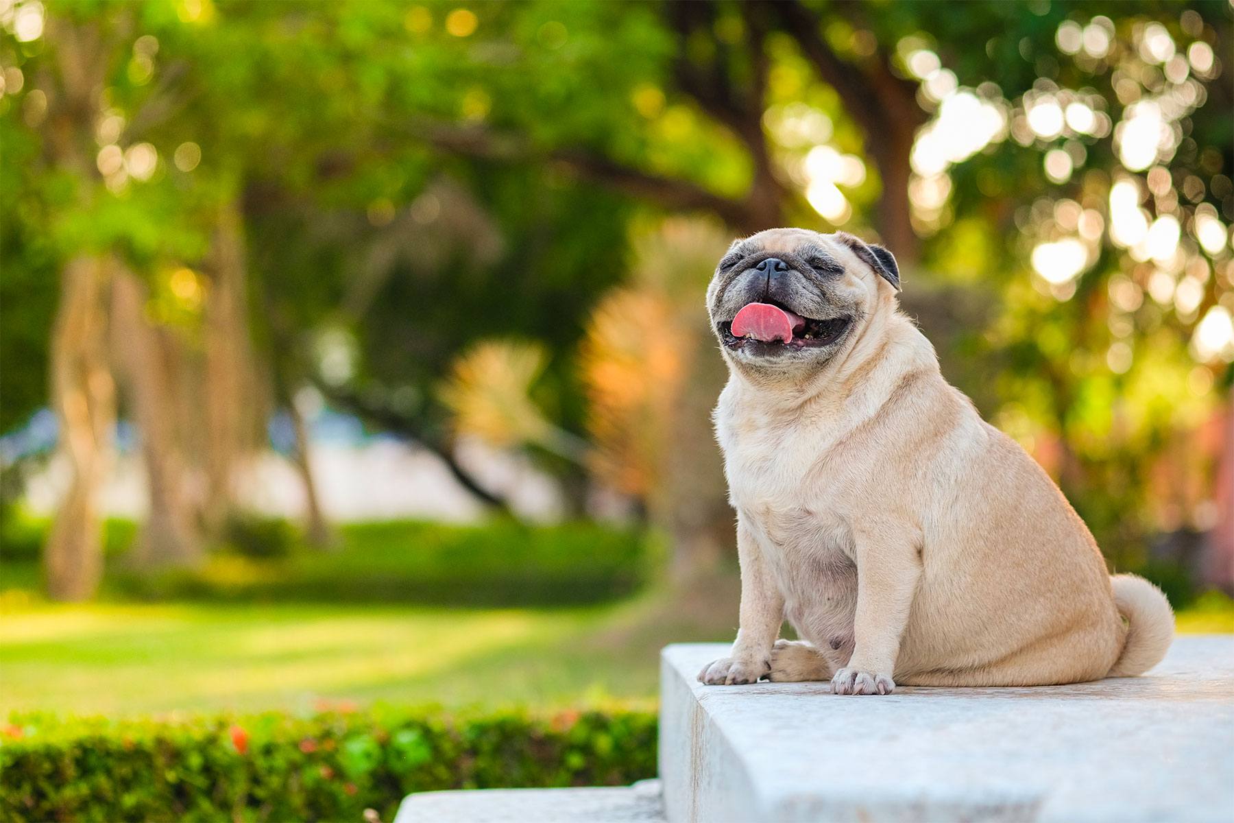 6 maladies canines courantes rencontrées chez les chiens