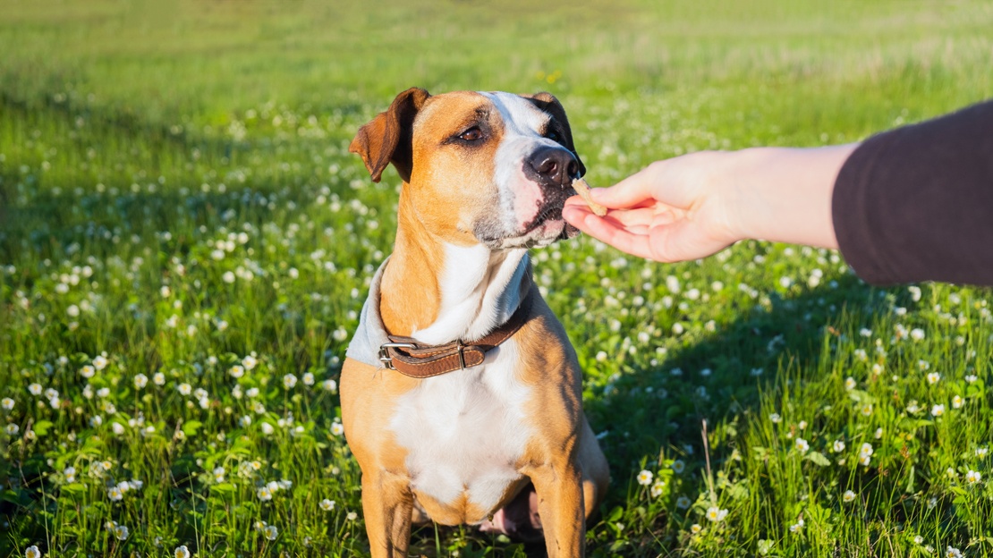 La récompense chez le chien